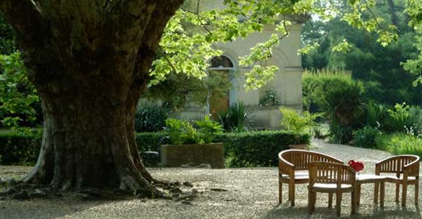 American Tree Experts_Tree Maintenance