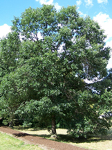 wisconsin trees zone oak tree swamp shade growth rate slow medium soil
