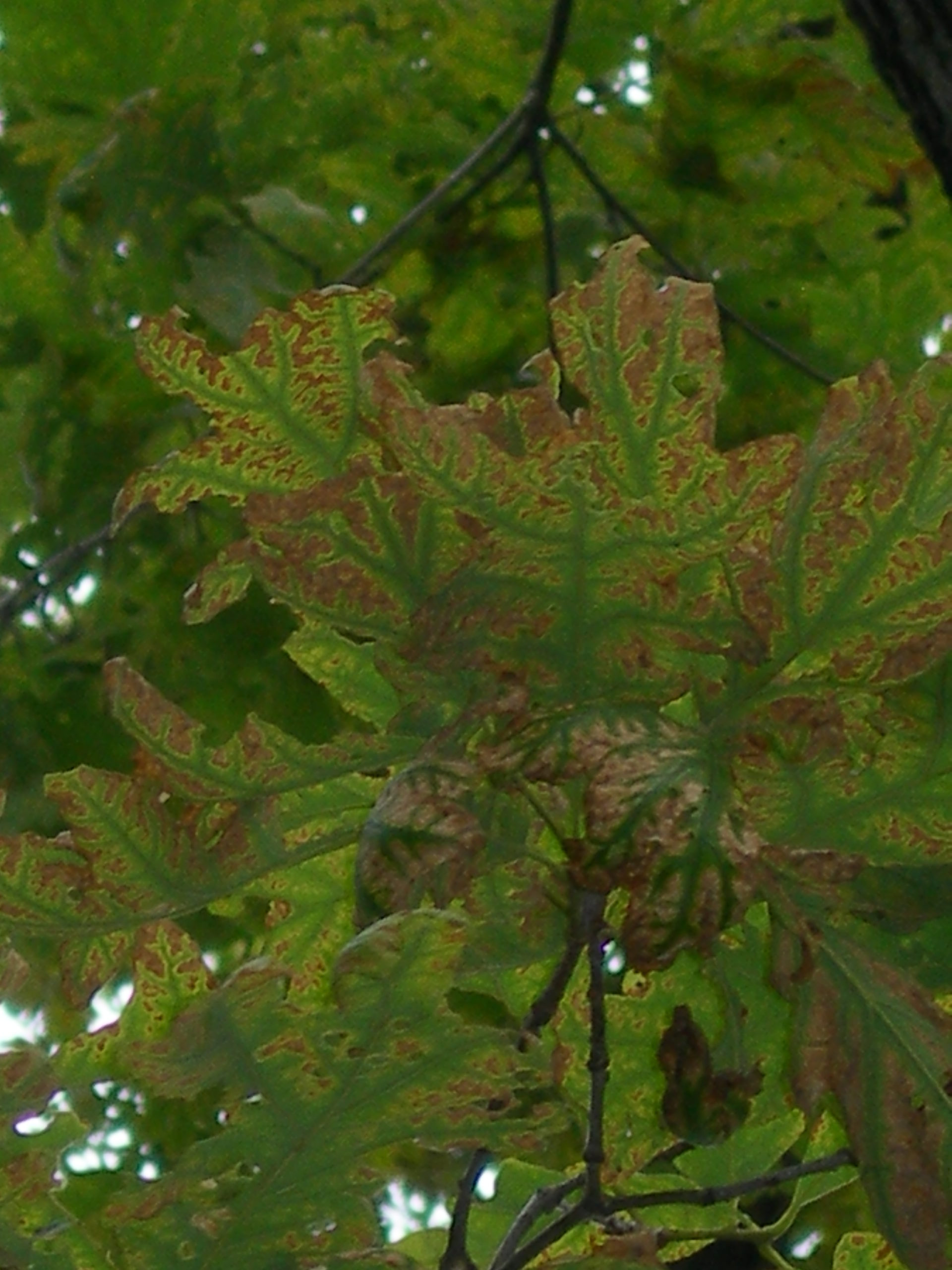 Common tree disorders  in southeast Wisconsin