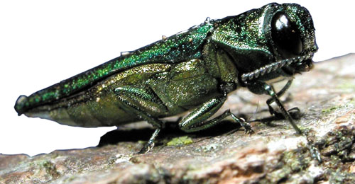 Emerald Ash Borer is destroying your trees