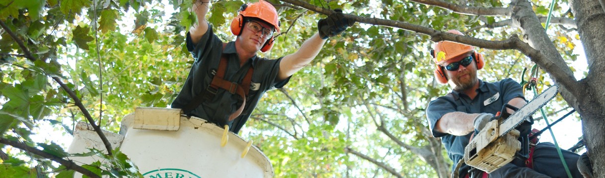 Cool jobs: ever think about becoming an arborist?
