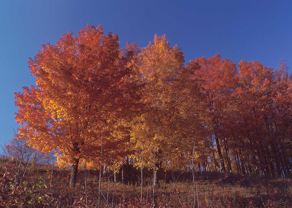 Five reasons to take a closer look at your trees this fall