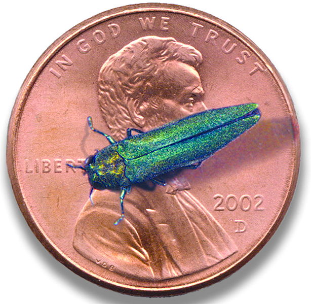 Emerald Ash Borer continues on its march of destruction