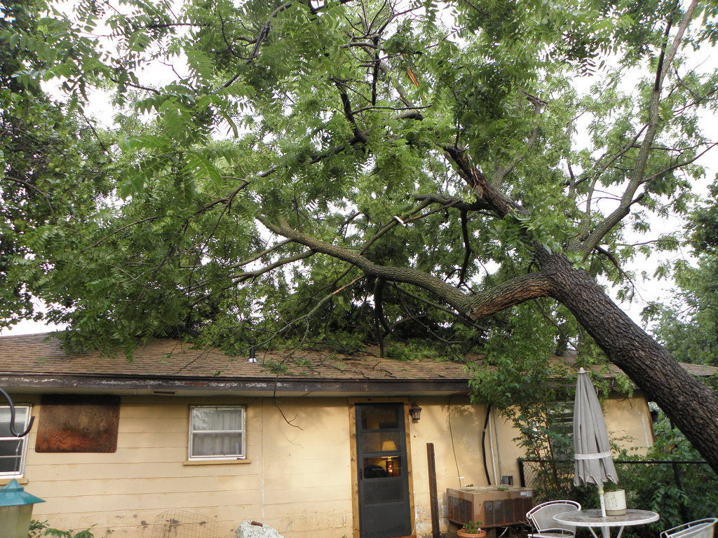 Recognize tree risk and keep your property safe