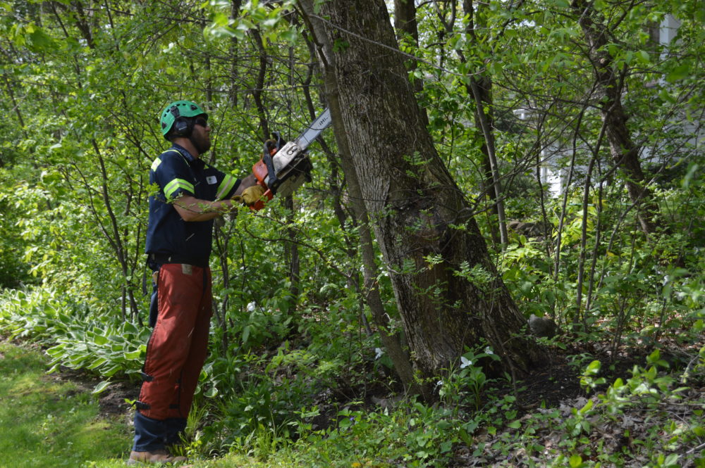 Green industry opens the door for careers in arboriculture