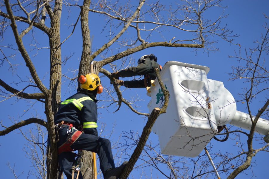 Treating trees now ensures spectacular views for homeowner