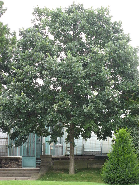 Featured tree: swamp white oak