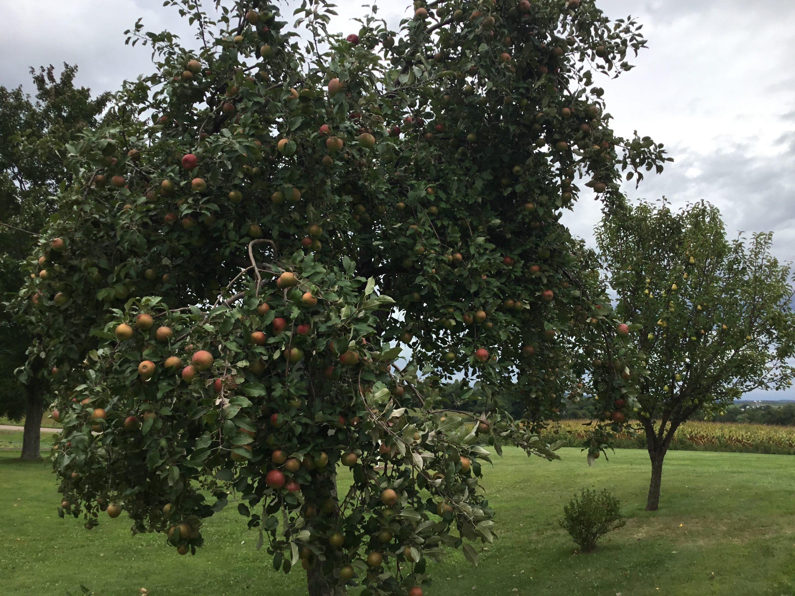 Five tips to keep fruit trees healthy and yielding a bountiful harvest
