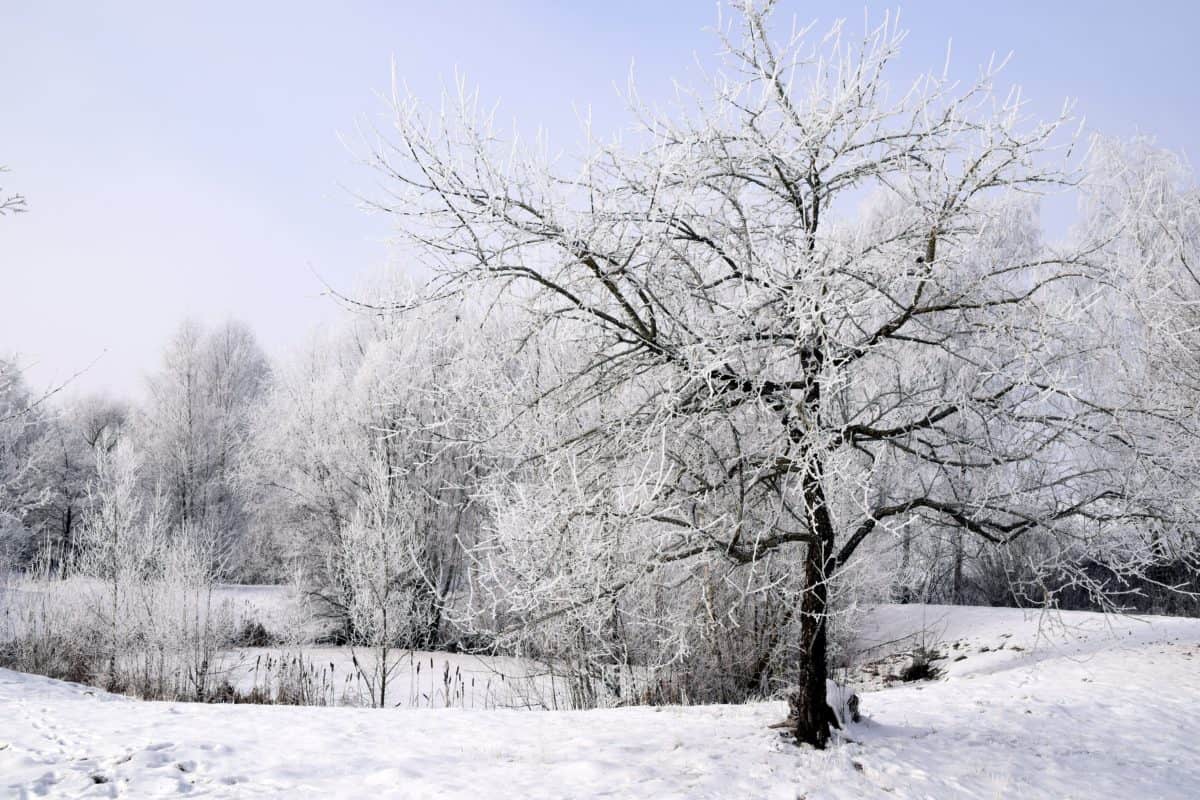 Trees can survive a severe winter, but need proper care