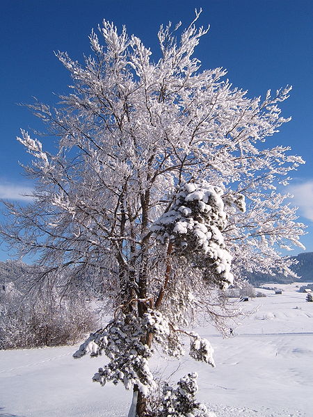 Maintaining healthy trees throughout the winter season