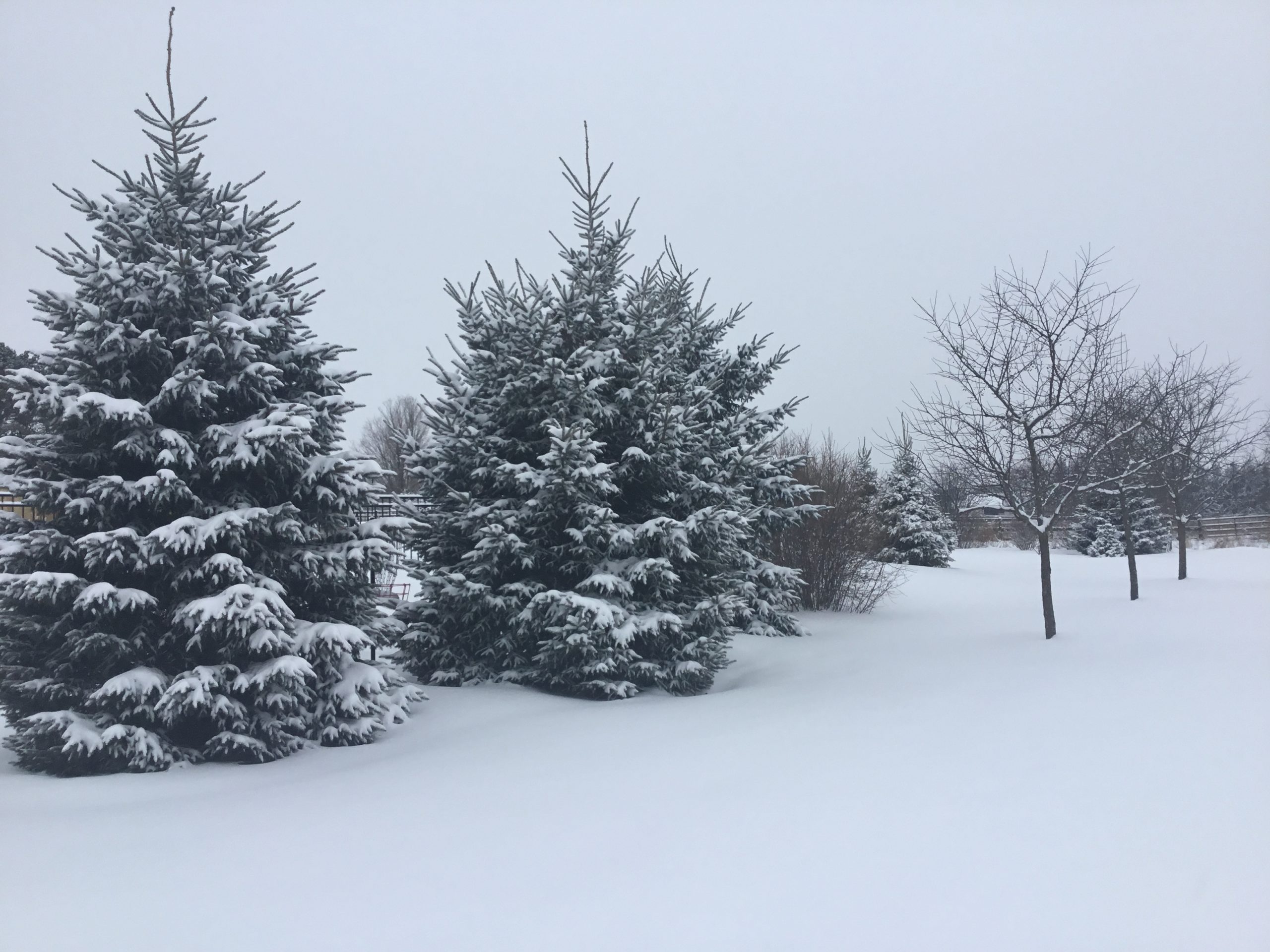 Heavy snow can be a hazard to your trees