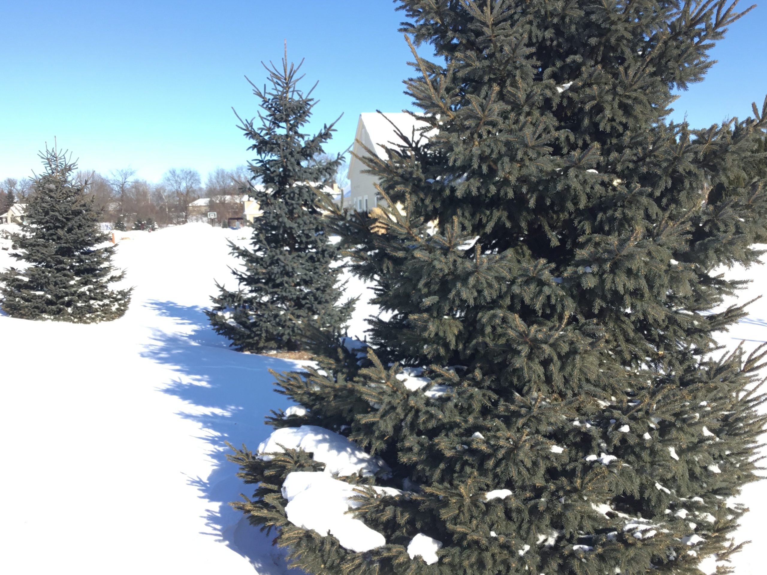Three tree care tips during the snow season