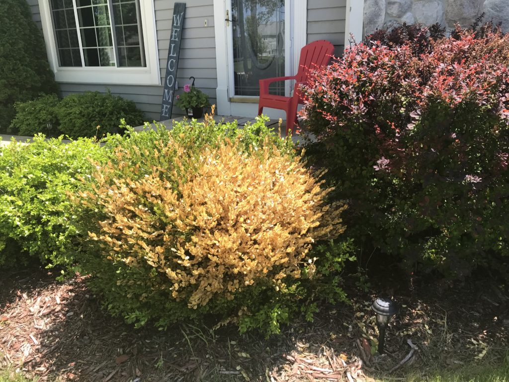 is-it-winter-burn-or-boxwood-blight-american-tree-experts