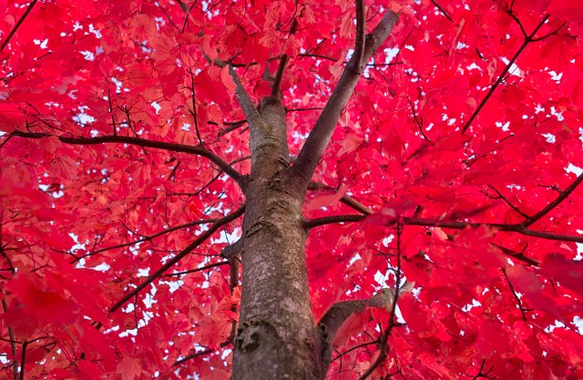Are your trees not producing beautiful fall colors?