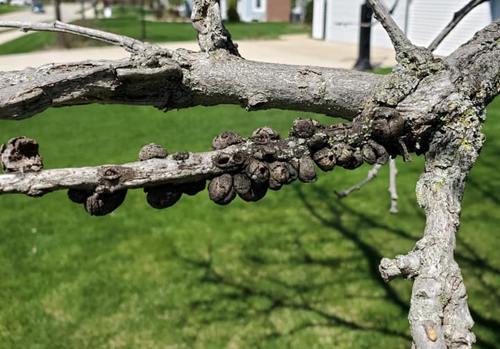 Are your oak trees infected with oak gall?