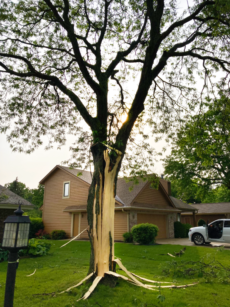 My Tree Was Struck By Lightning Can It Survive American Tree Experts 