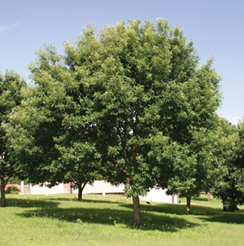 Help reduce tree pests and diseases