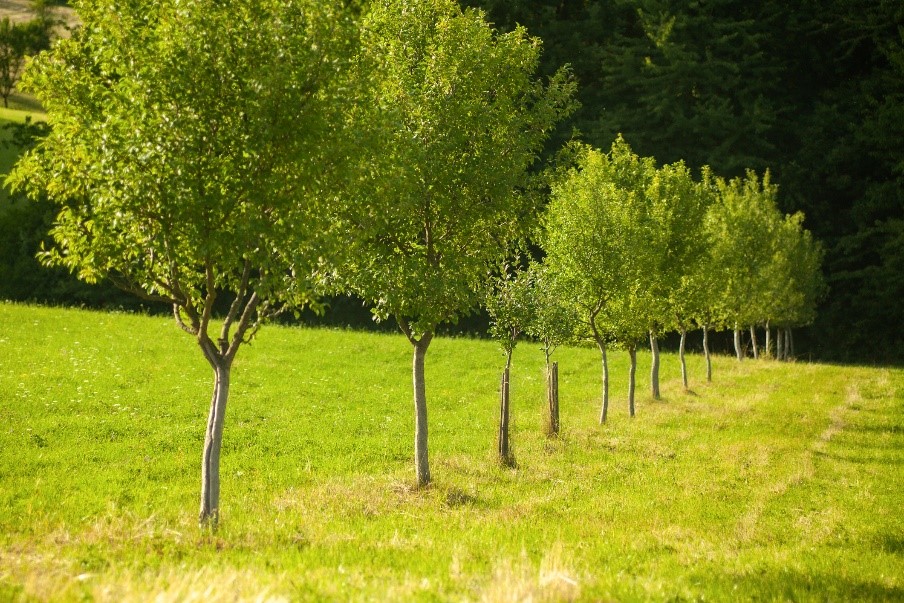 Spotlight on Legal Issues: Boundary Trees on Property Lines