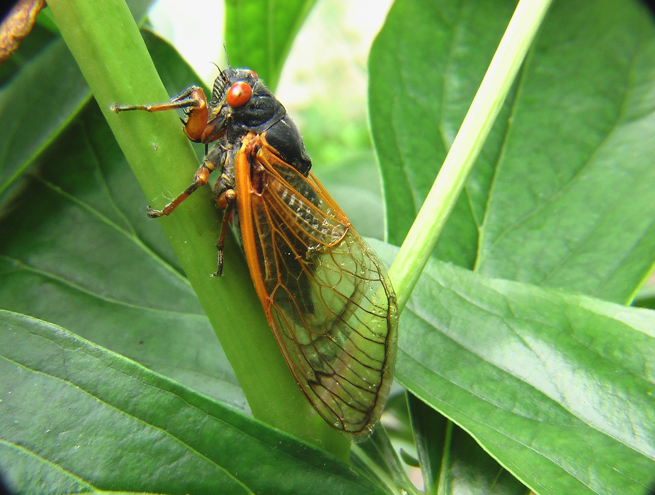 Cicadas are back. Will they harm your trees?