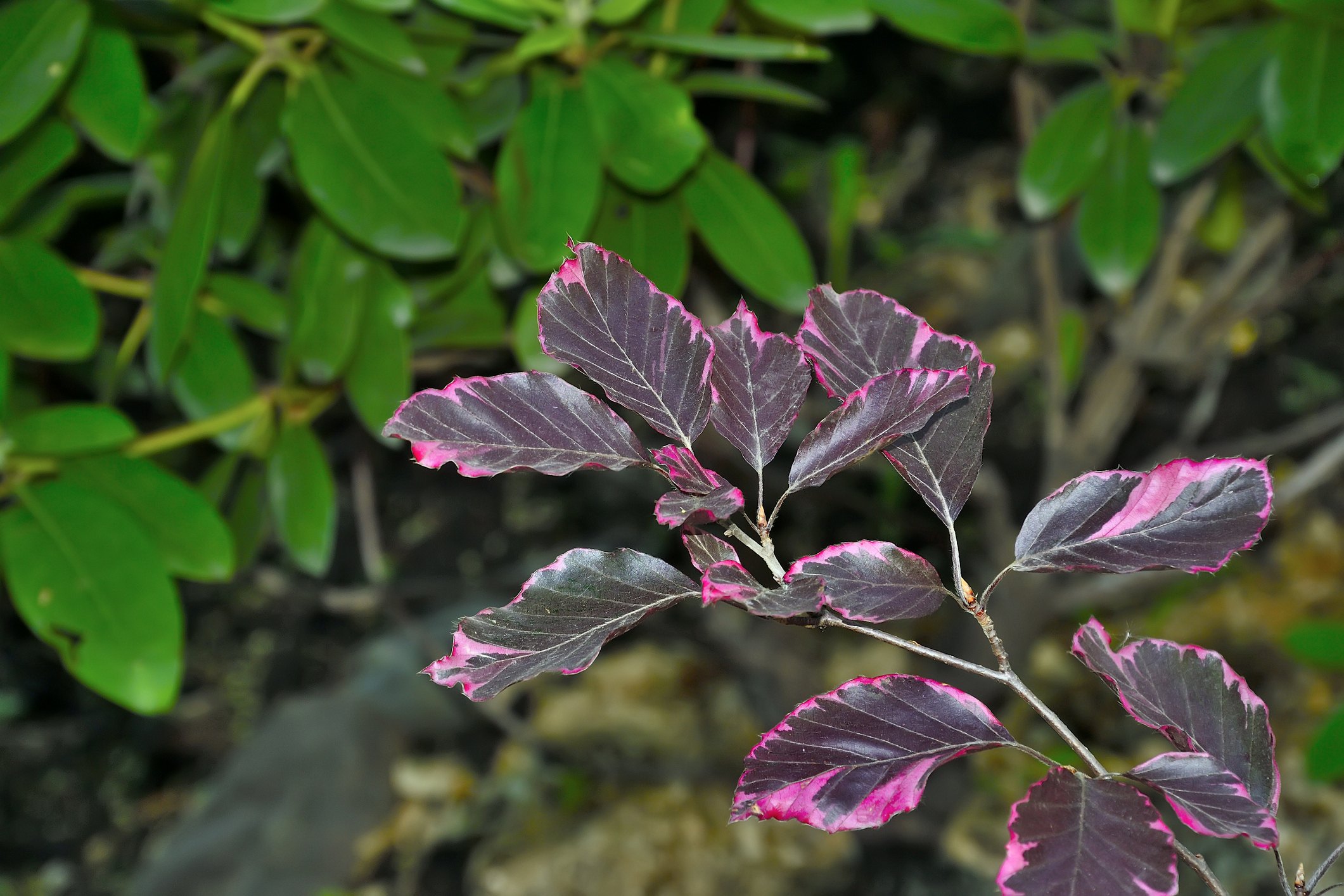 Featured Tree: Tricolor Beech