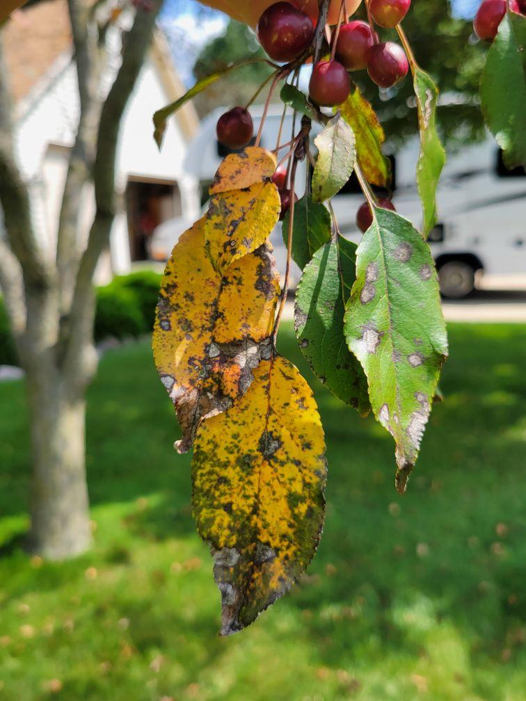 Combatting Severe Apple Scab Following a Wet Season