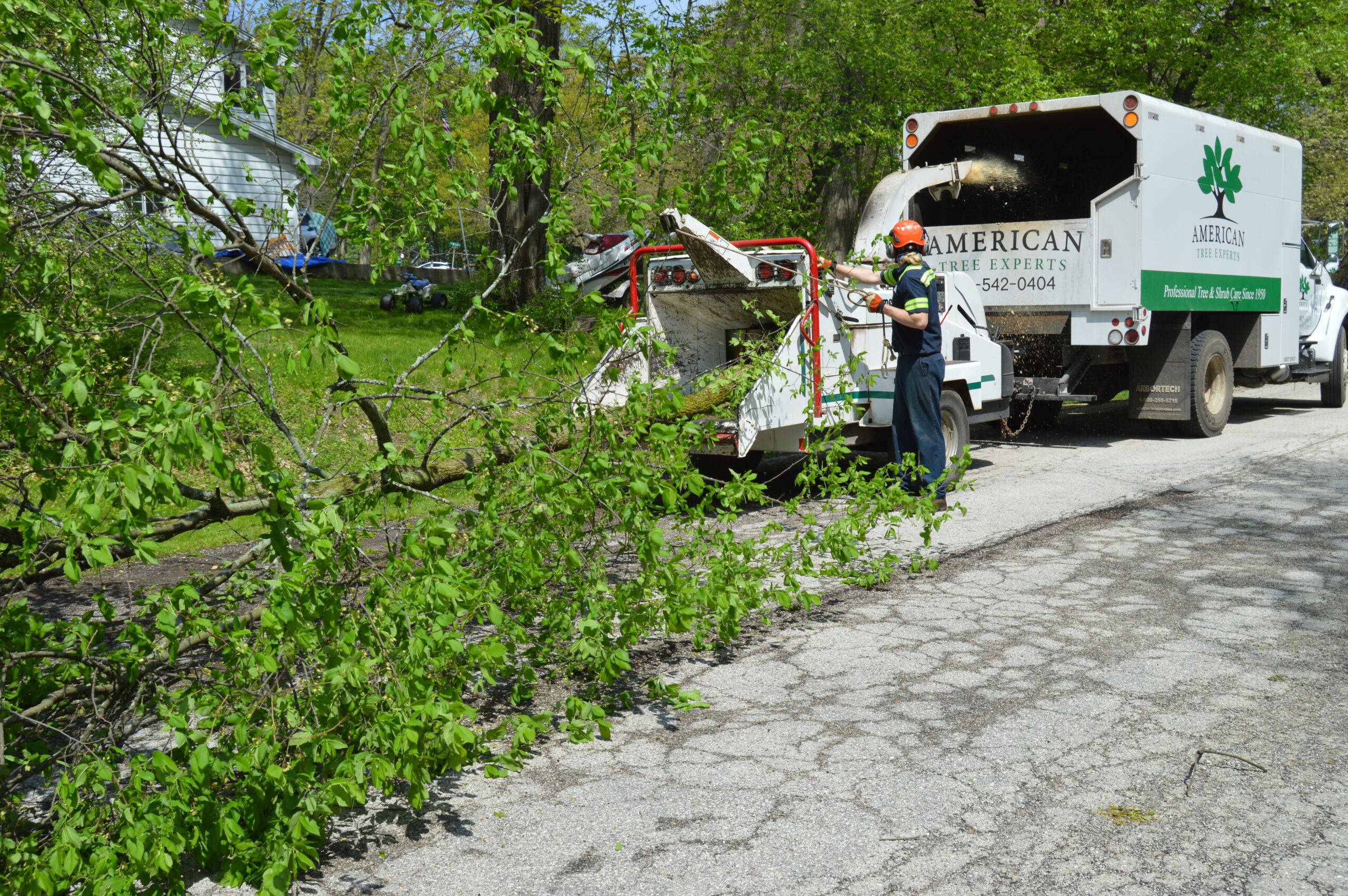 Celebrating 75 Years of Professional Tree Care