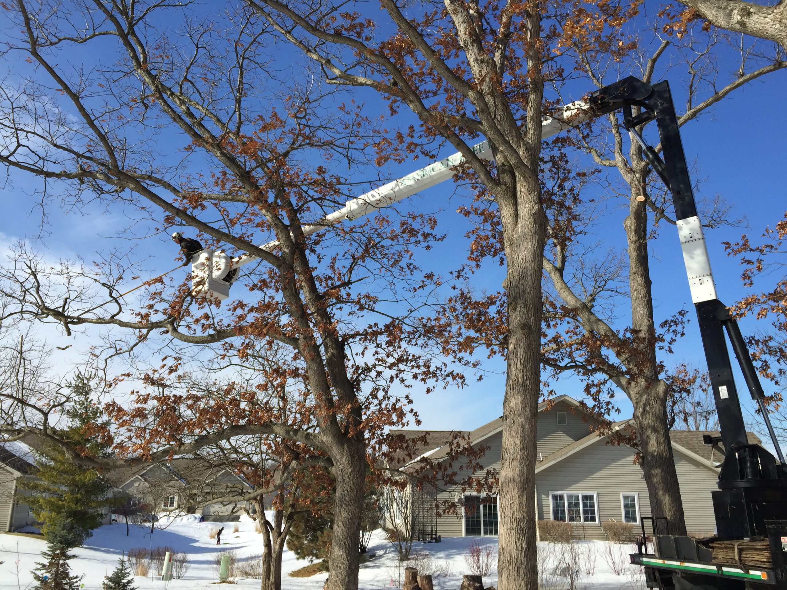 Winter Tree Care: Essential for Healthy, Thriving Trees