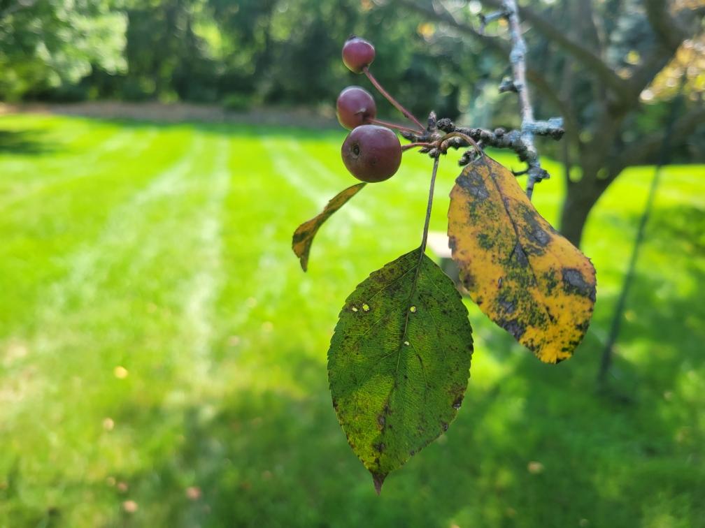 Foliar Diseases: A Threat to Trees