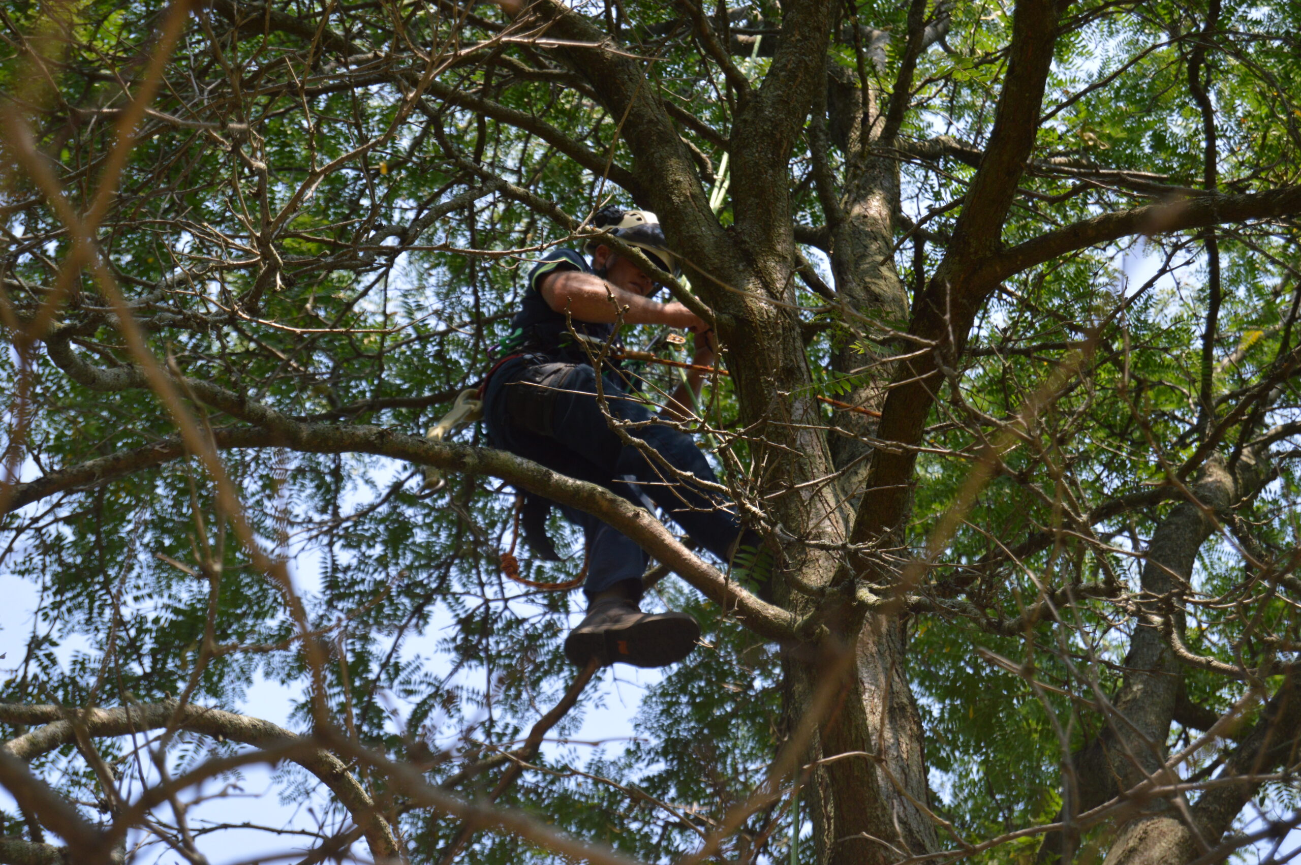 Hire an ISA Certified Arborist – Your Trees Will Thank You